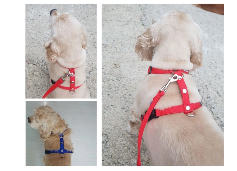 Classic H-shaped pet harness: light-colored dog close-up: emphasizing the webbing line