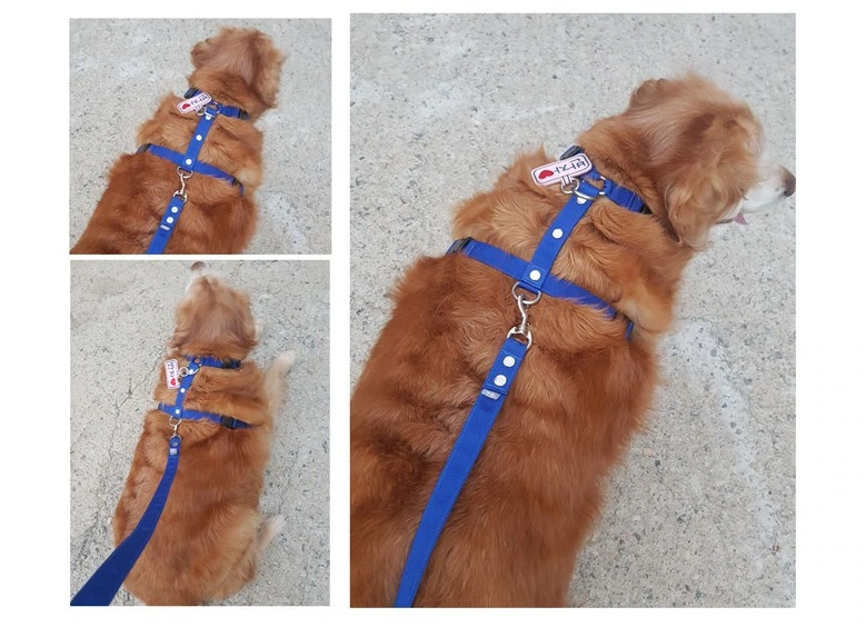 Classic H-shaped pet harness: another set of wear: continuing the same photo structure