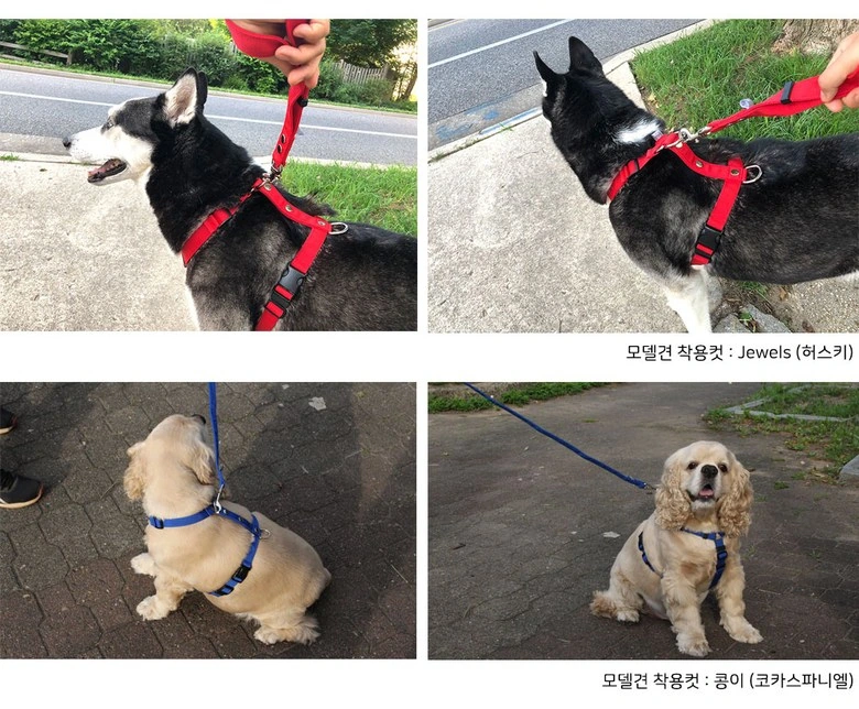 Classic H-shaped pet harness: outdoor photos: four frames unify different postures